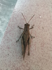 Abracris flavolineata