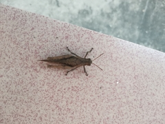 Abracris flavolineata