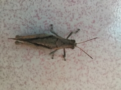 Abracris flavolineata