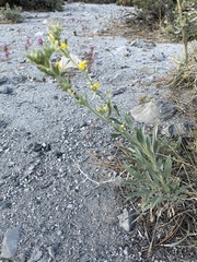 Oreocarya confertiflora