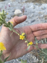 Oreocarya confertiflora