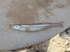 Odontesthes bonariensis