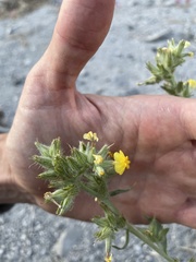 Oreocarya confertiflora