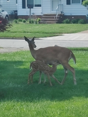 Odocoileus virginianus