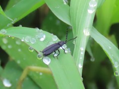 Lucidina kotbandia