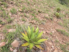 Agave obscura