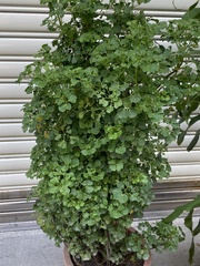 Polyscias balfouriana