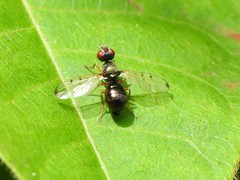 Rivellia maculipennis