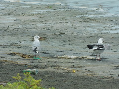 Chroicocephalus cirrocephalus