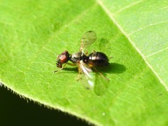 Rivellia maculipennis