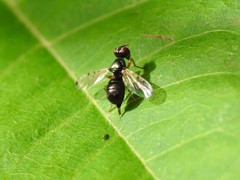 Rivellia maculipennis