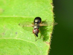 Rivellia maculipennis