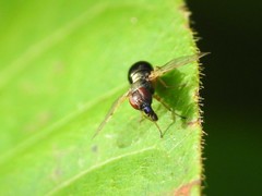 Rivellia maculipennis