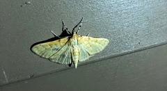 Polygrammodes flavidalis