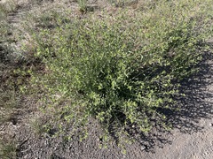 Grindelia nuda aphanactis