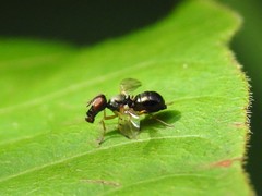 Rivellia maculipennis