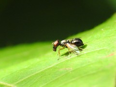 Rivellia maculipennis