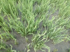 Suaeda calceoliformis