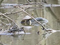 Graptemys sabinensis