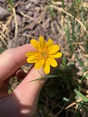 Arnica angustifolia