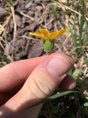 Arnica angustifolia