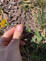 Arnica angustifolia
