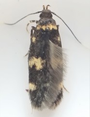 Oegoconia deauratella