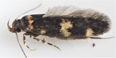 Oegoconia deauratella