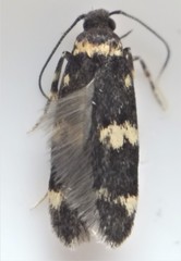 Oegoconia deauratella