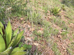 Agave obscura