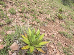 Agave obscura