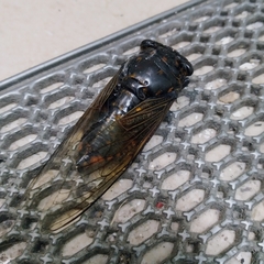 Cryptotympana mandarina