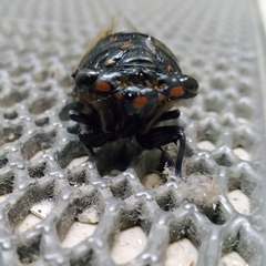 Cryptotympana mandarina