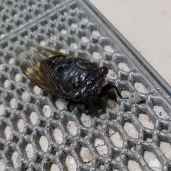 Cryptotympana mandarina