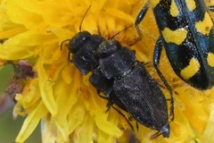 Buprestinae