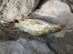 Pimelodus maculatus