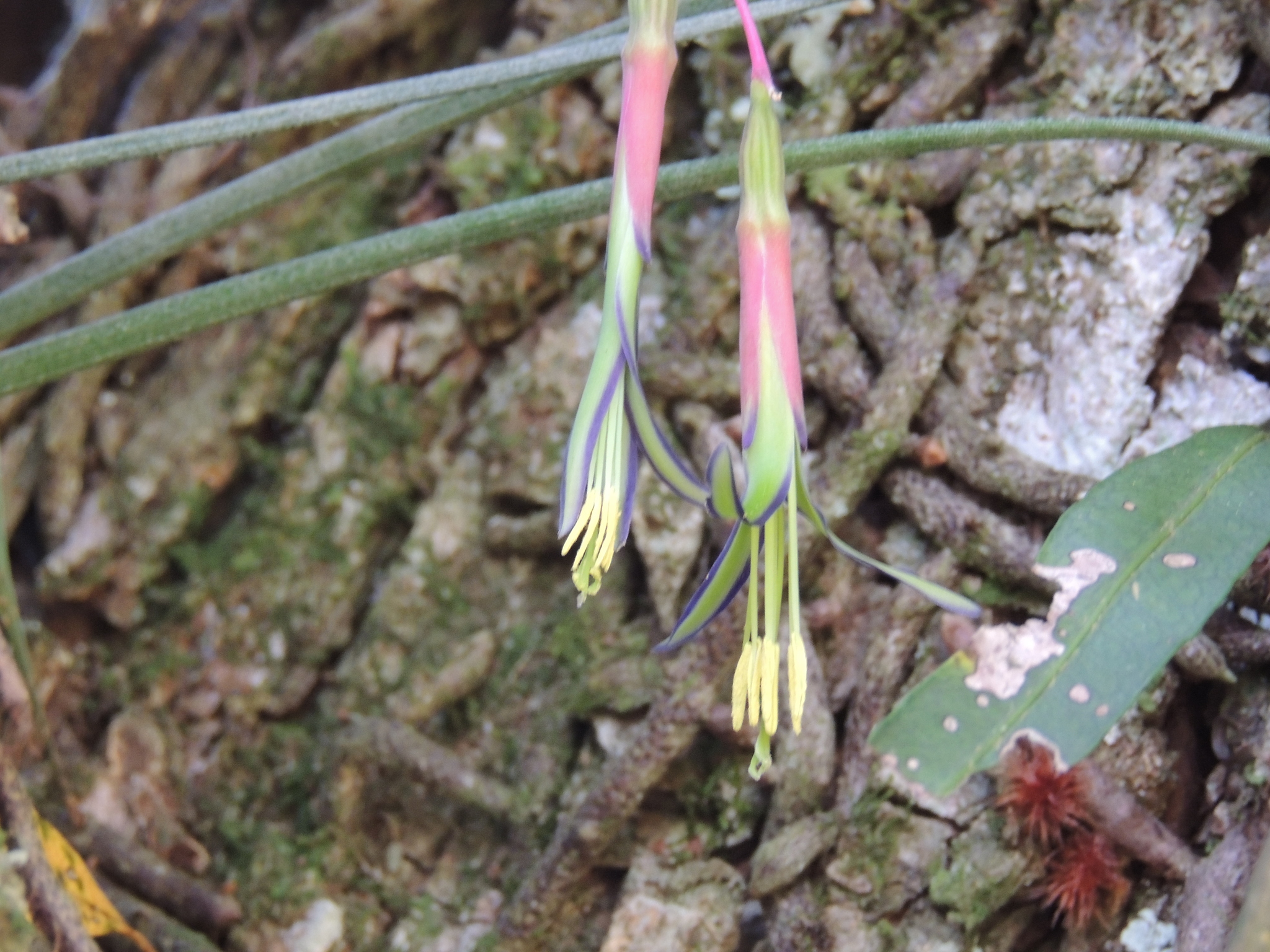 Billbergia nutans