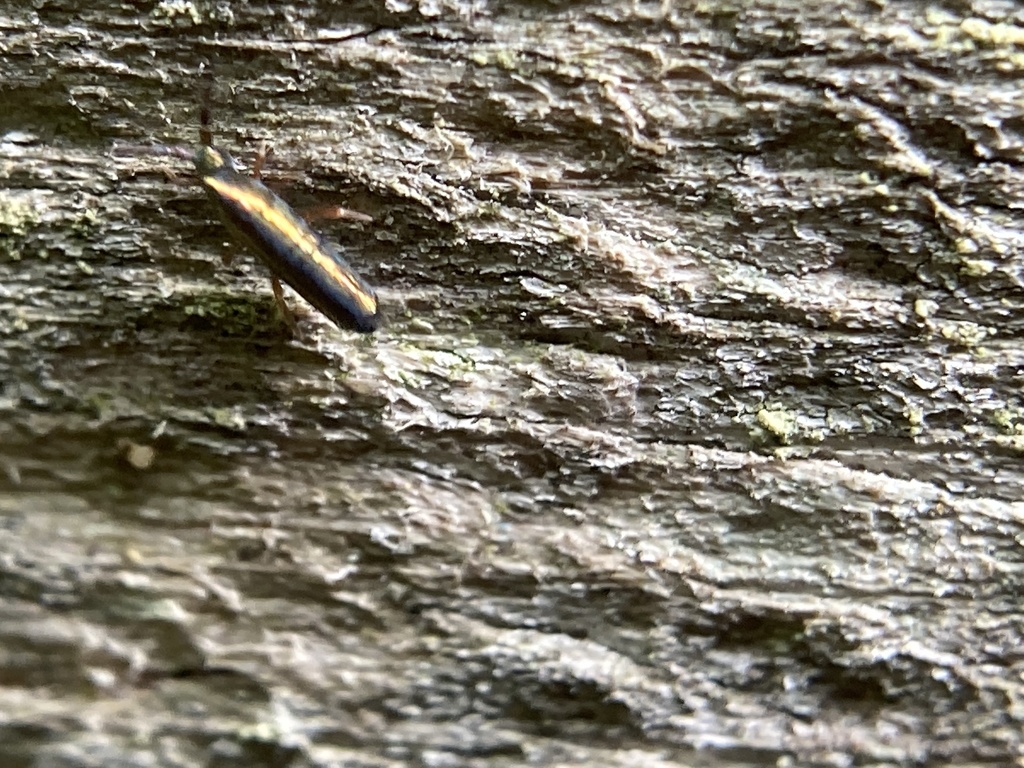 Springtails from New River Gorge National River, Summers County, US-WV ...