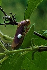 Oncometopia hamiltoni