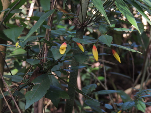 Image of Jacobinia (Justicia floribunda) by (c) William G. Borges, some rights reserved (CC BY)