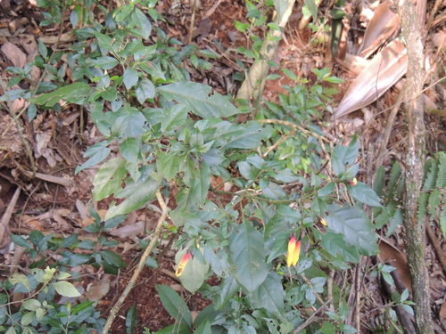 Image of Justicia floribunda by (c) William G. Borges, some rights reserved (CC BY)