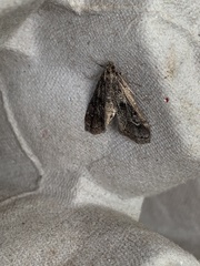 Parapoynx obscuralis