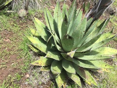 Agave obscura