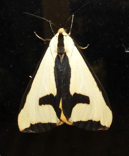 Clymene Moth photo 5
