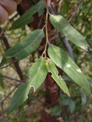 Byttneria filipes