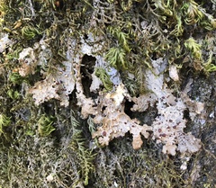 Lobaria anthraspis