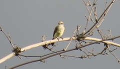 Tyrannus melancholicus × savana