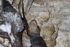 Steatornis caripensis