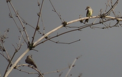 Tyrannus melancholicus × savana