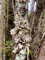Lobariella